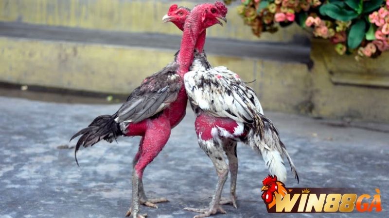 Đá gà nòi - Phiên bản Trực tiếp đá gà ăn khách